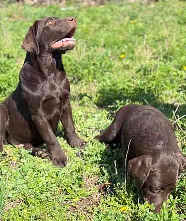 Продаются Лабрадоры! Докучаевск
