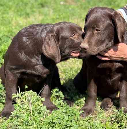 Продаются Лабрадоры! Докучаевск