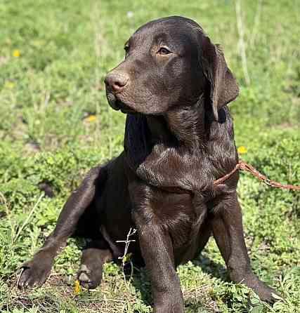 Продаются Лабрадоры! Докучаевск