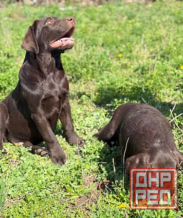 Продаются Лабрадоры! Докучаевск - изображение 2