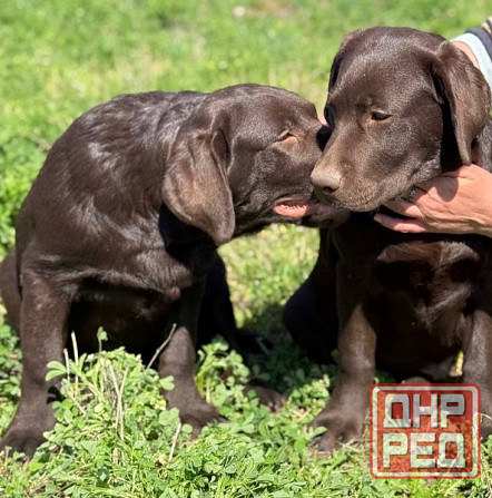 Продаются Лабрадоры! Докучаевск - изображение 3