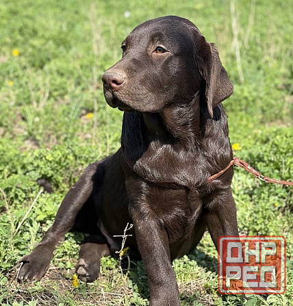 Продаются Лабрадоры! Докучаевск - изображение 1