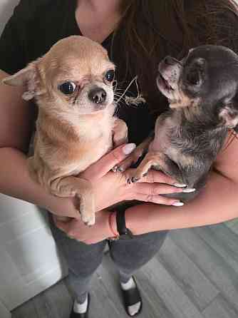 Щенки чихуахуа Донецк