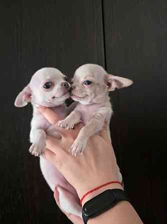 Щенки чихуахуа Донецк