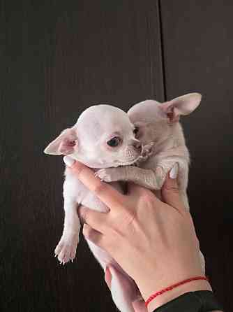 Щенки чихуахуа Донецк