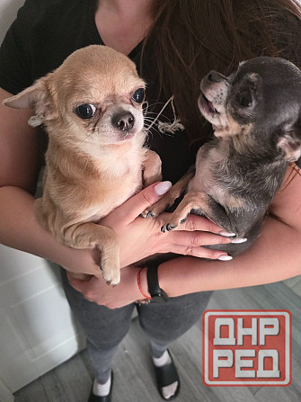 Щенки чихуахуа Донецк - изображение 3