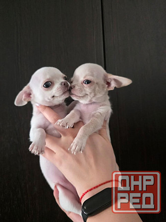 Щенки чихуахуа Донецк - изображение 2