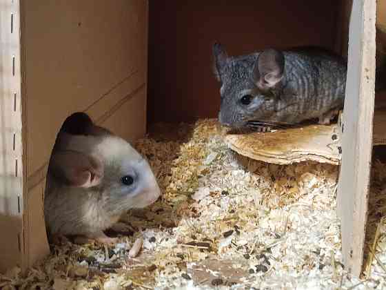 Шиншила Макеевка