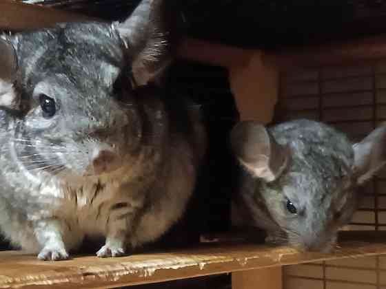 Шиншила Макеевка