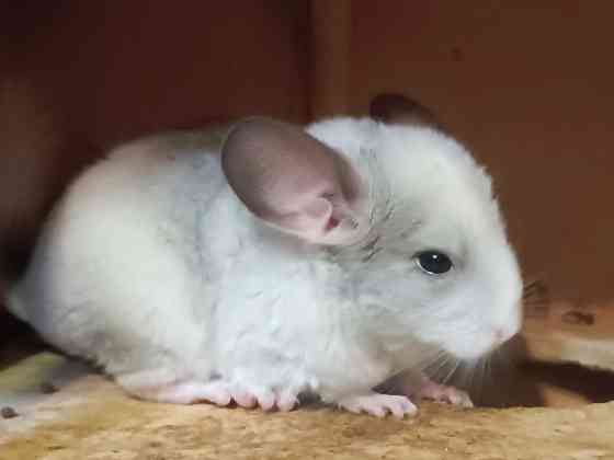 Шиншила Макеевка