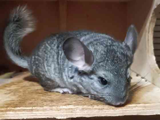 Шиншила Макеевка