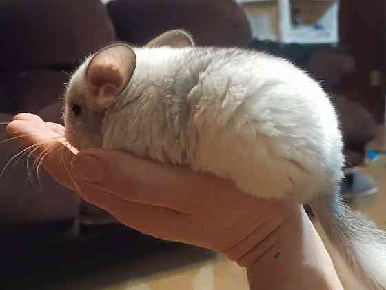 Шиншила Макеевка