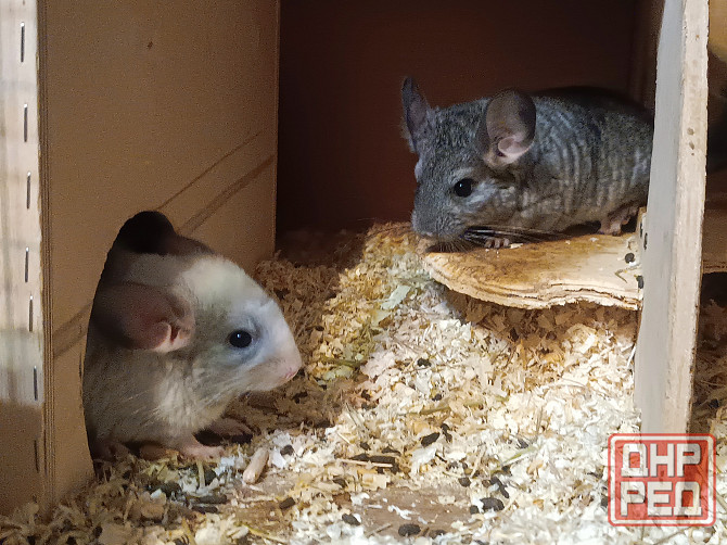 Шиншила Макеевка - изображение 2