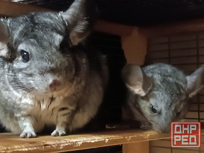 Шиншила Макеевка - изображение 5