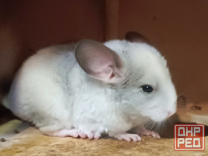 Шиншила Макеевка - изображение 4