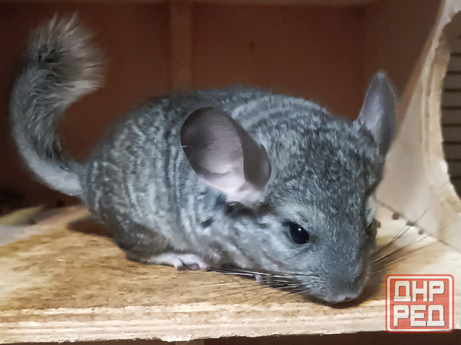 Шиншила Макеевка - изображение 3