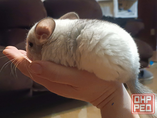 Шиншила Макеевка - изображение 1