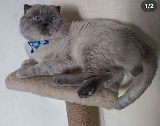 Шотландские котята колор Пойнт Донецк