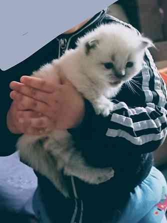 Шотландские котята колор Пойнт Донецк