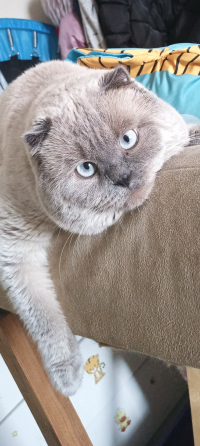 Шотландские котята колор Пойнт Донецк