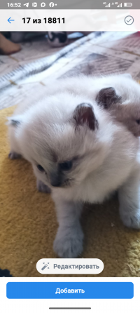 Шотландские котята колор Пойнт Донецк