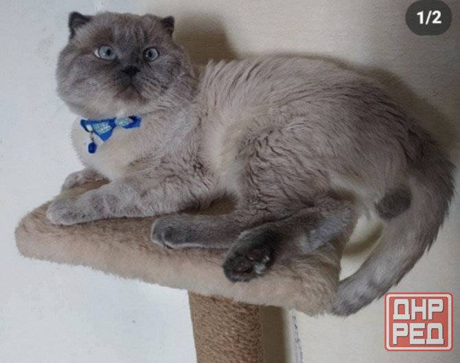 Шотландские котята колор Пойнт Донецк - изображение 3