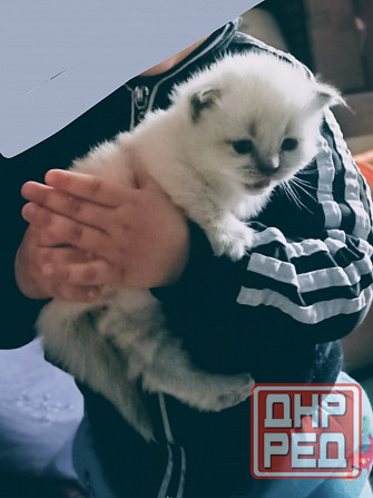 Шотландские котята колор Пойнт Донецк - изображение 2