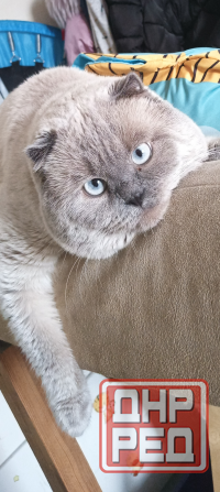 Шотландские котята колор Пойнт Донецк - изображение 4