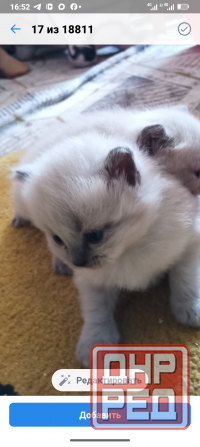 Шотландские котята колор Пойнт Донецк - изображение 1