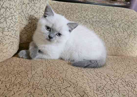 Колор Пойнт Донецк