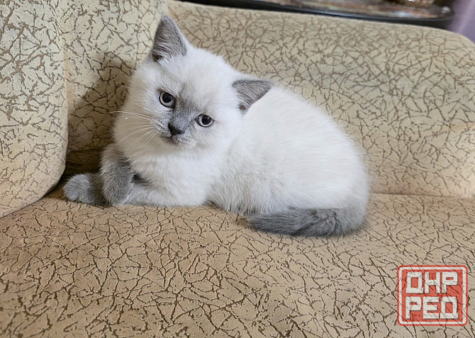 Колор Пойнт Донецк - изображение 1