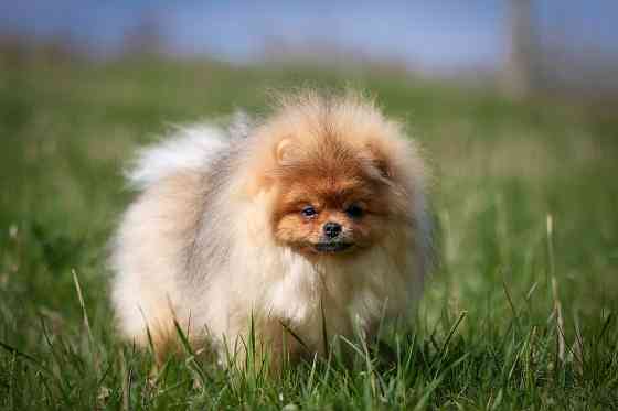 Шпиц щенок Донецк