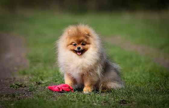 Шпиц щенок Донецк