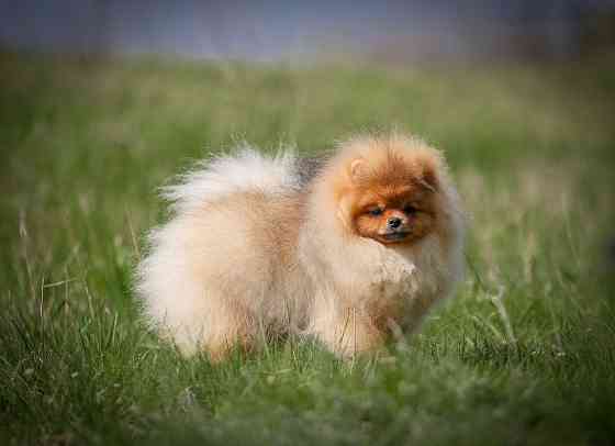 Шпиц щенок Донецк