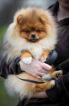 Шпиц щенок Донецк