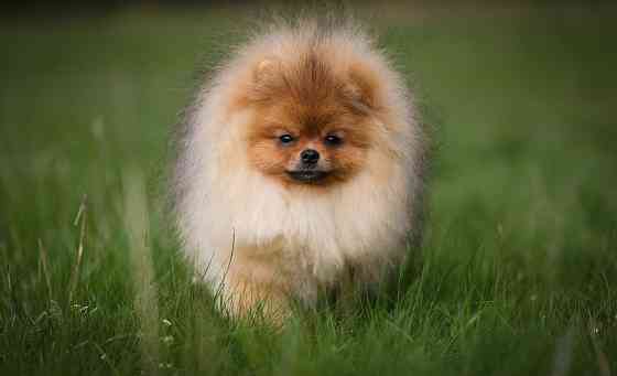 Шпиц щенок Донецк