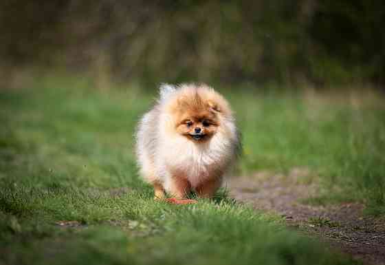 Шпиц щенок Донецк