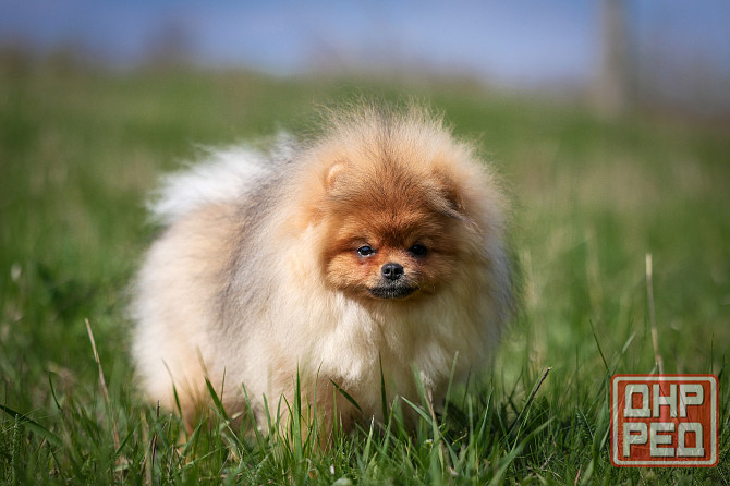 Шпиц щенок Донецк - изображение 1