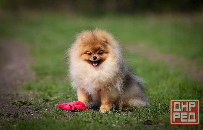 Шпиц щенок Донецк - изображение 2