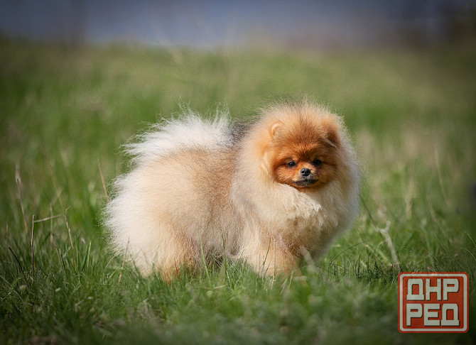 Шпиц щенок Донецк - изображение 5