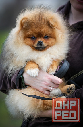 Шпиц щенок Донецк - изображение 6