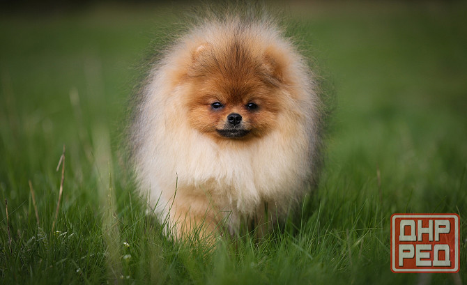 Шпиц щенок Донецк - изображение 4