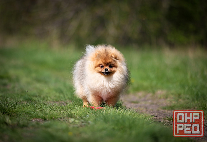 Шпиц щенок Донецк - изображение 3