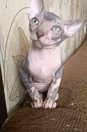 Канадский сфинкс девочка Донецк