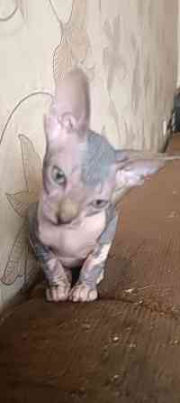 Канадский сфинкс девочка Донецк