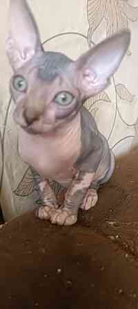 Канадский сфинкс девочка Донецк