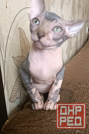 Канадский сфинкс девочка Донецк - изображение 1
