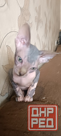 Канадский сфинкс девочка Донецк - изображение 3