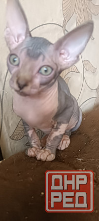 Канадский сфинкс девочка Донецк - изображение 2