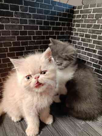 Экзот котенок мальчик Донецк